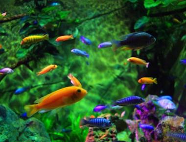 Những Loài Cá Có Thể Nuôi Chung Với Guppy