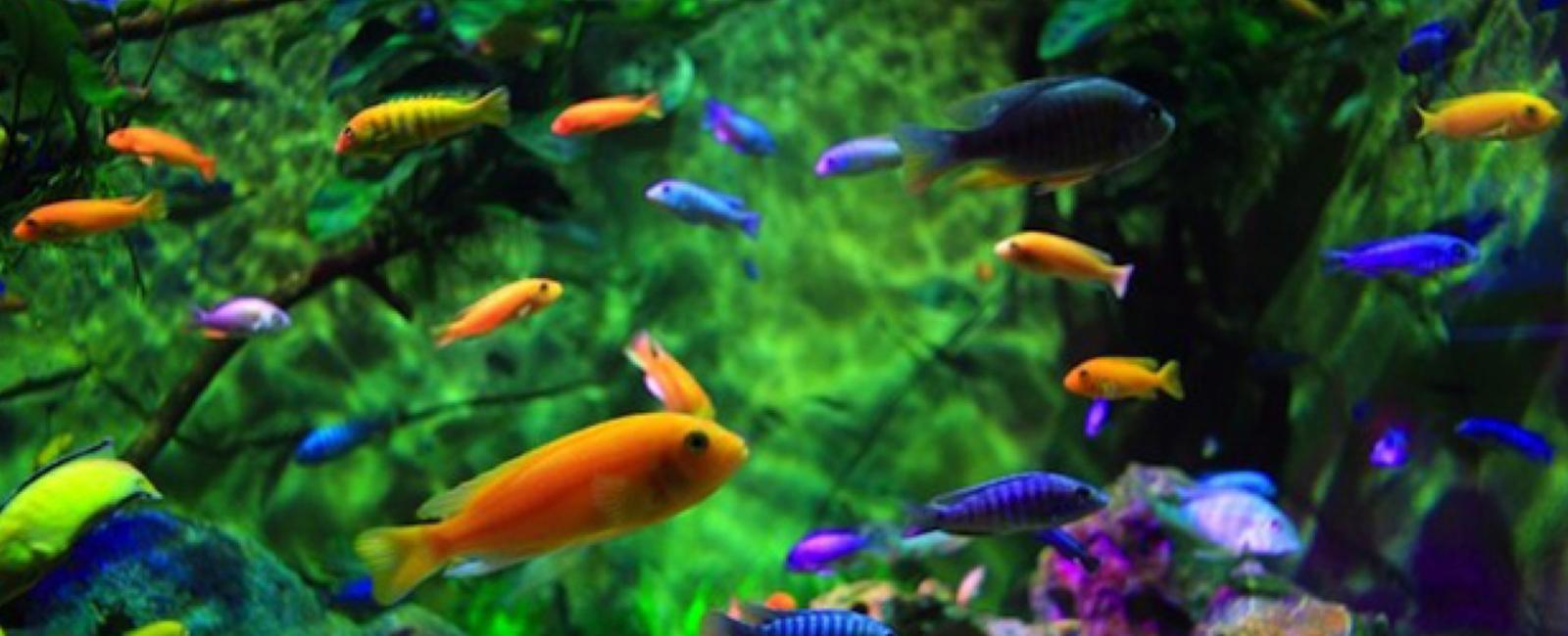 Những Loài Cá Có Thể Nuôi Chung Với Guppy