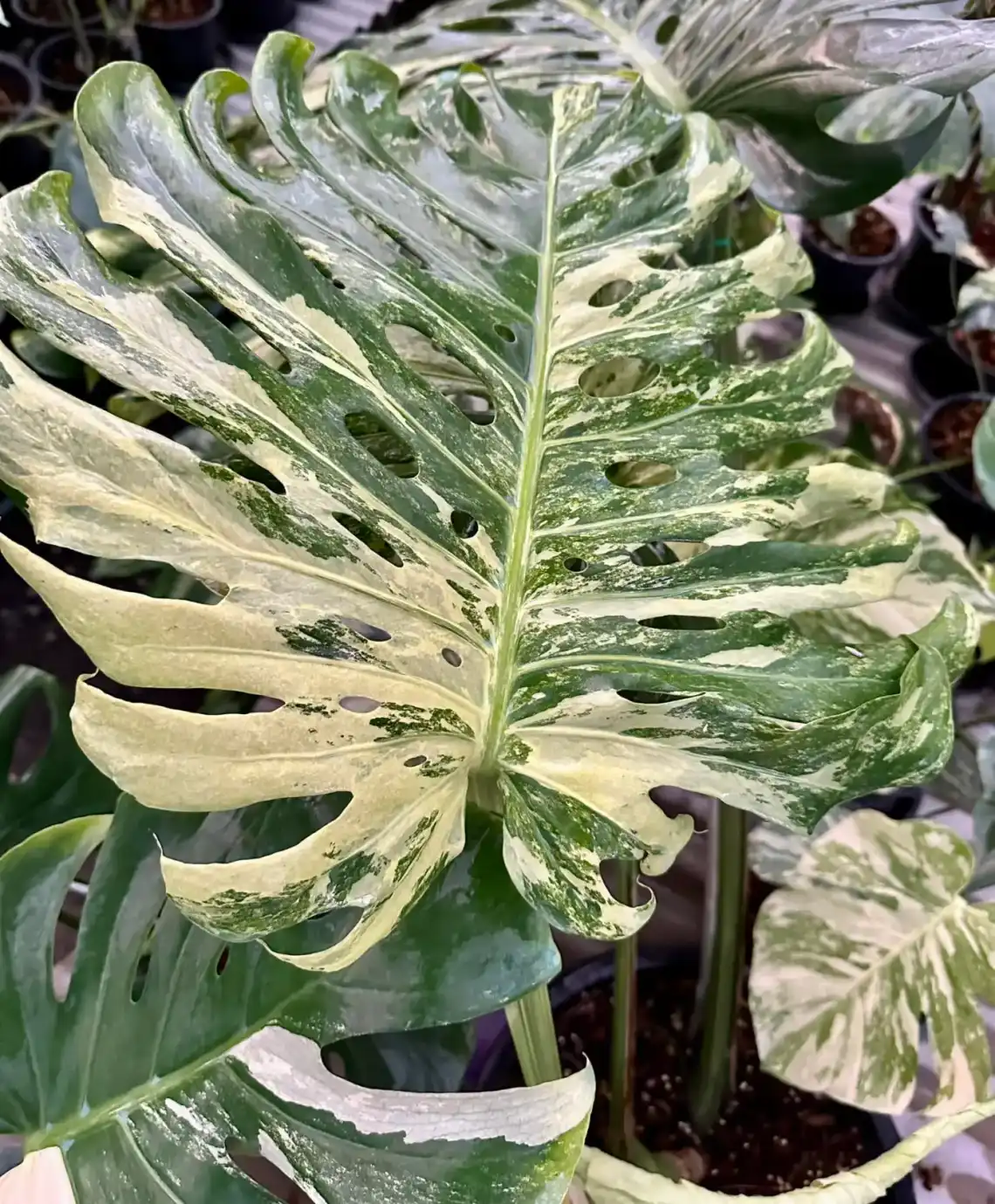 Monstera Deliciosa Mint