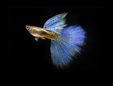 Câu Chuyện Về Những Giống Guppy Quý Hiếm