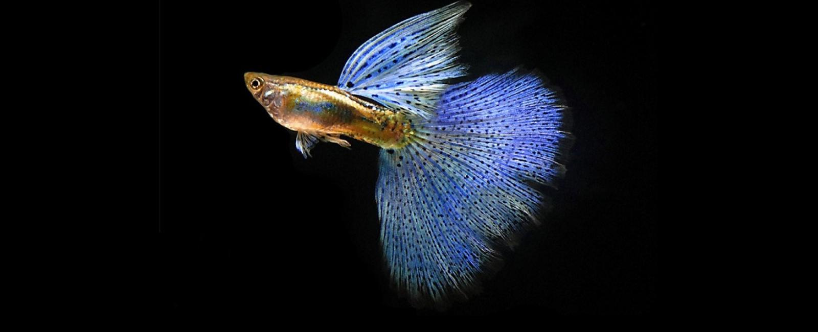 Câu Chuyện Về Những Giống Guppy Quý Hiếm