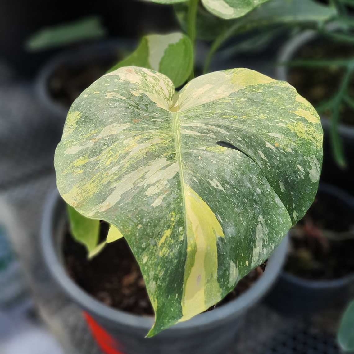 Monstera Deliciosa Sport