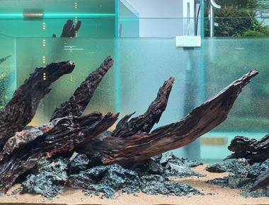 Lũa Trong Bể Cá Guppy: Tác Dụng, Lợi Ích Và Cách Sử Dụng Hiệu Quả