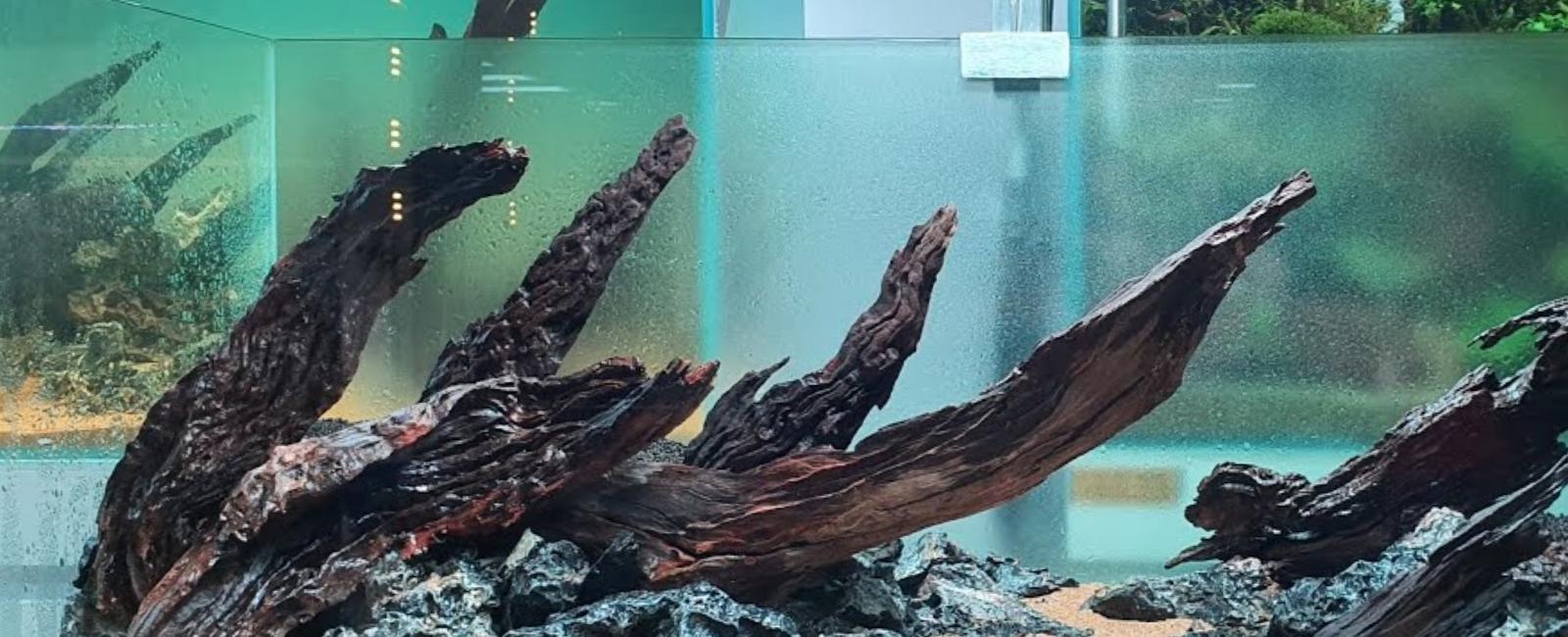 Lũa Trong Bể Cá Guppy: Tác Dụng, Lợi Ích Và Cách Sử Dụng Hiệu Quả