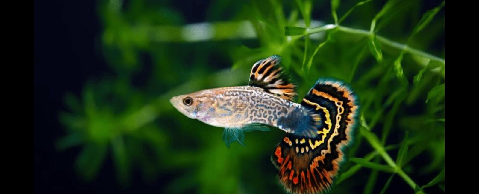 Phòng Bệnh Cho Cá Bảy Màu (Guppy): Những Lưu Ý Quan Trọng