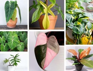 Philodendrons Cơ Bản