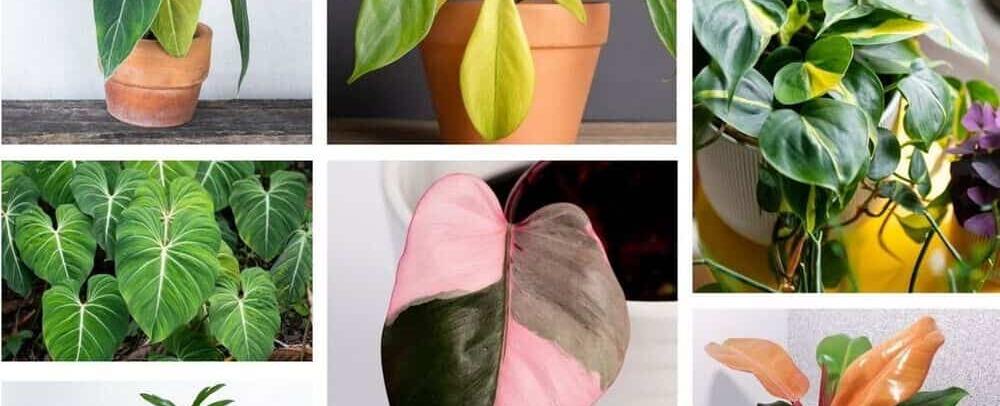 Philodendrons Cơ Bản