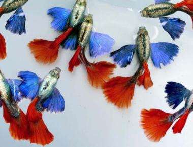 Đặc Điểm Nhận Dạng Của Cá Guppy