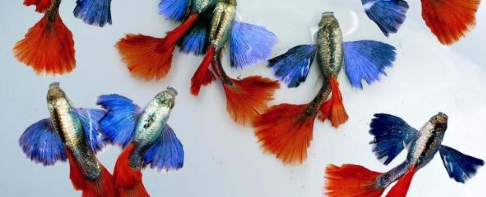 Đặc Điểm Nhận Dạng Của Cá Guppy