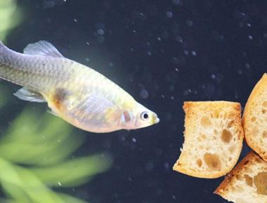 Cách Cân Đối Khẩu Phần Ăn Cho Cá Guppy