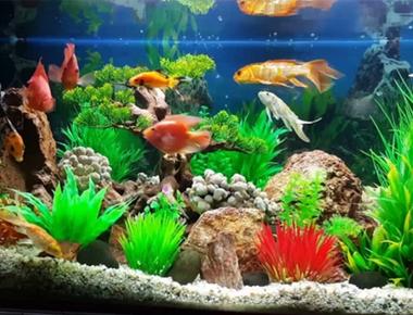 Có Nên Nuôi Cá Guppy Chung Với Các Loài Cá Khác?