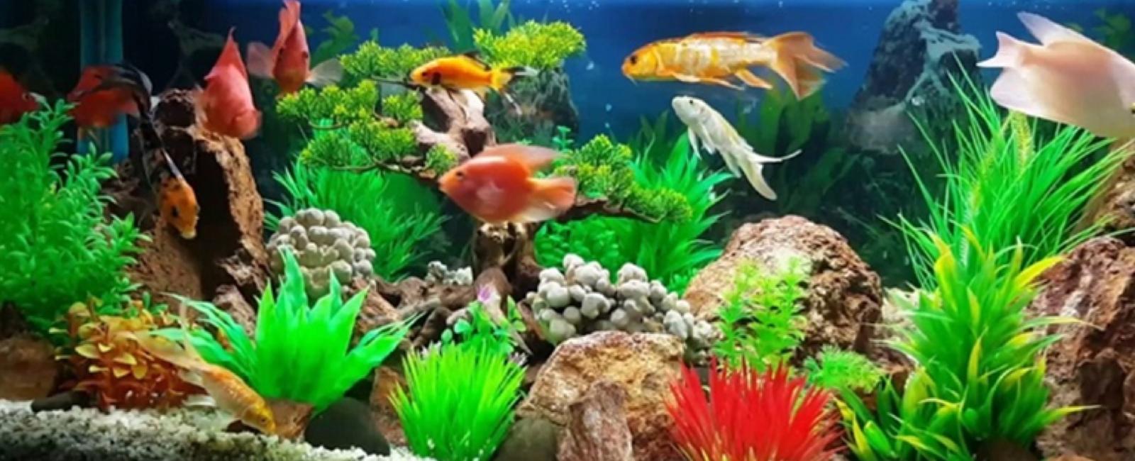 Có Nên Nuôi Cá Guppy Chung Với Các Loài Cá Khác?