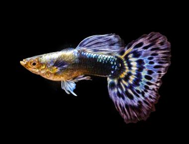 Guppy Mosaic: Nguồn Gốc và Cách Nuôi Dòng Mosaic