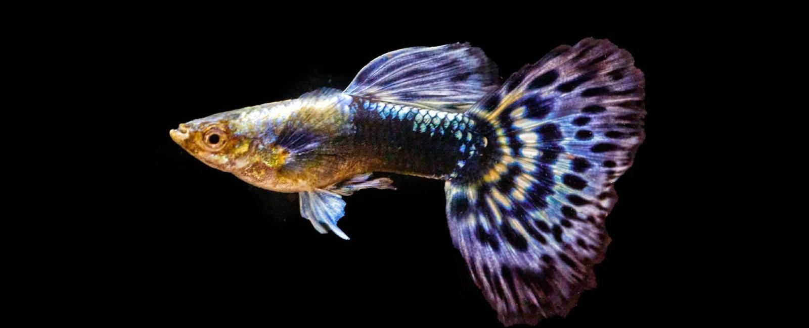 Guppy Mosaic: Nguồn Gốc và Cách Nuôi Dòng Mosaic