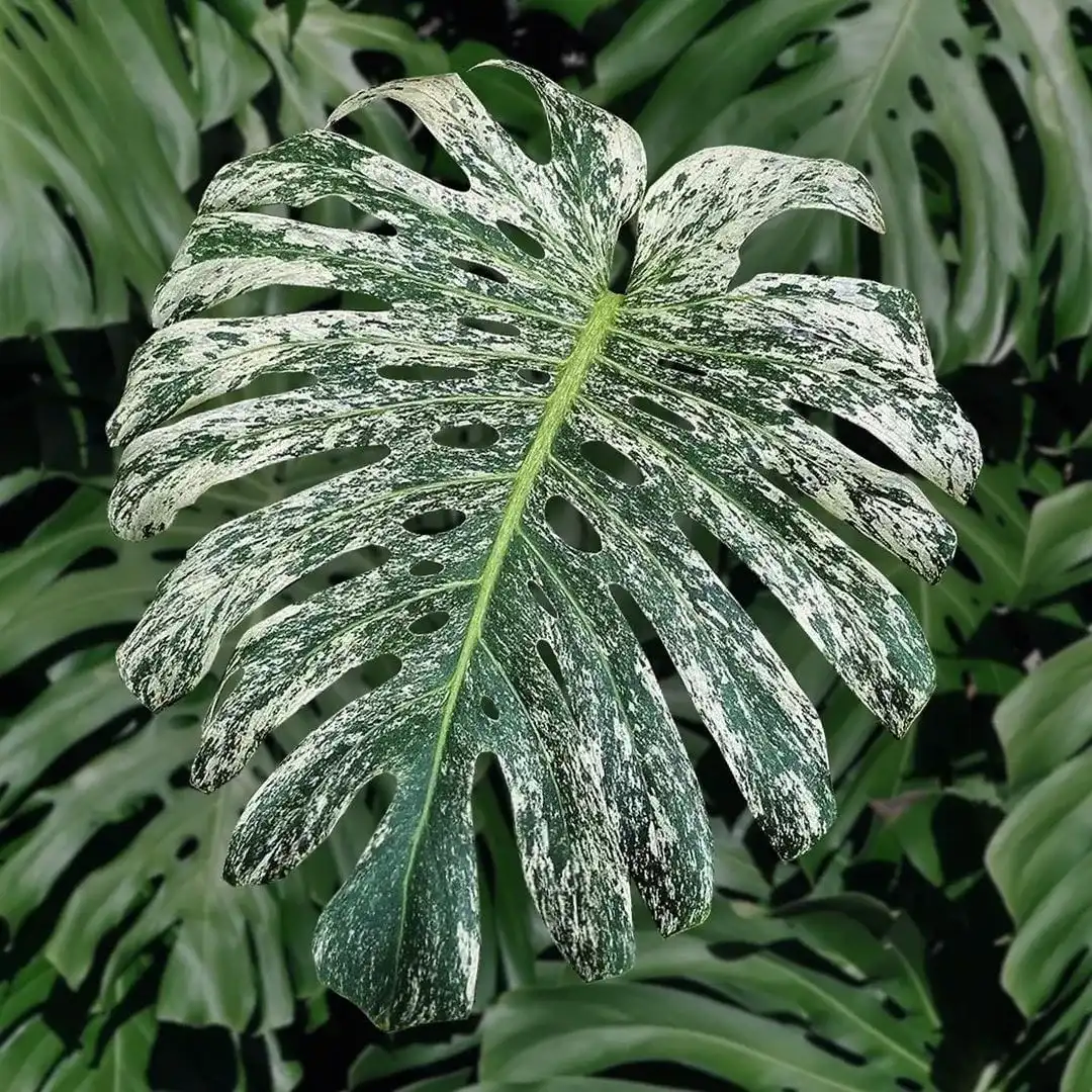 Monstera Deliciosa White Monster