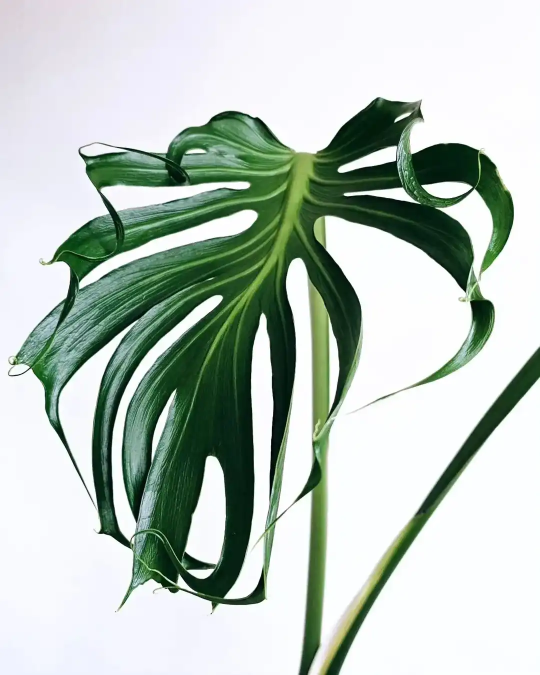 Monstera Deliciosa Sport Unniiae