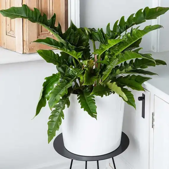 Philodendron Jungle Boogie