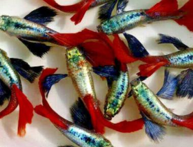 Cá Guppy Thủy Sinh và Lợi Ích Trong Hệ Sinh Thái