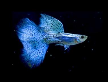 Guppy Blue Grass: Màu sắc và cách lai tạo