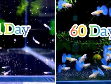 Vòng Đời của Cá Guppy