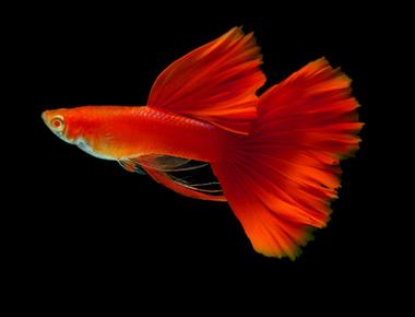 Làm Thế Nào Để Guppy Đạt Màu Sắc Rực Rỡ Nhất?