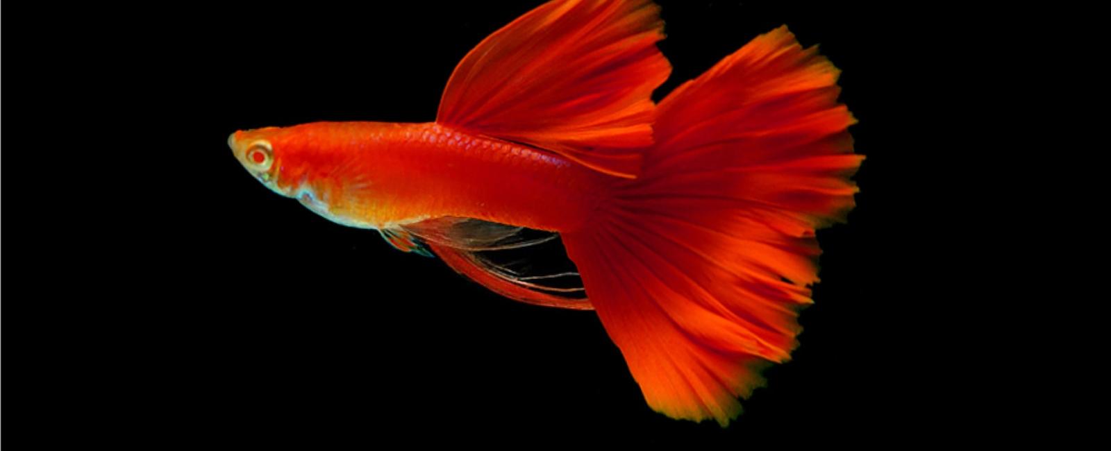 Làm Thế Nào Để Guppy Đạt Màu Sắc Rực Rỡ Nhất?