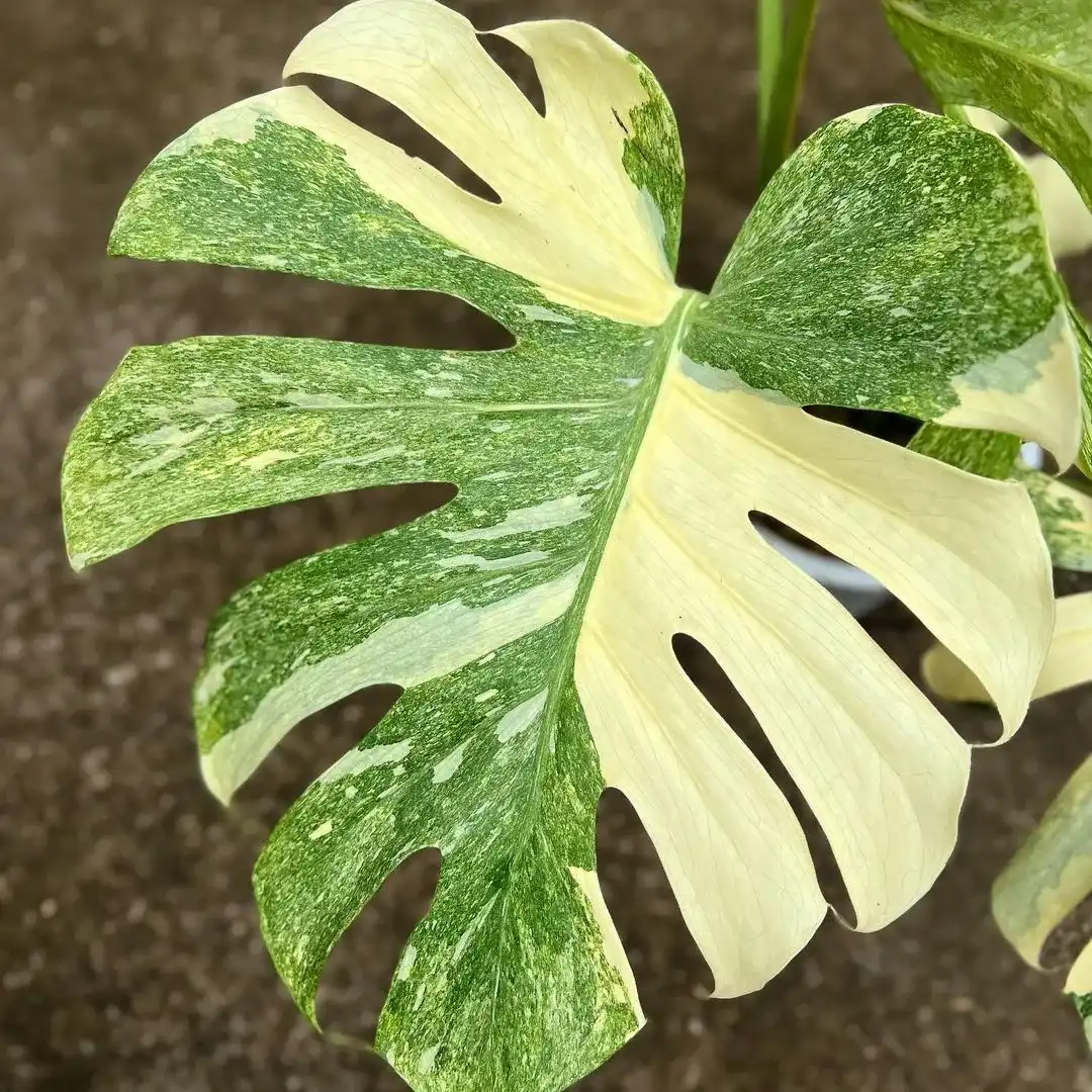 Monstera Deliciosa Thai Platinum