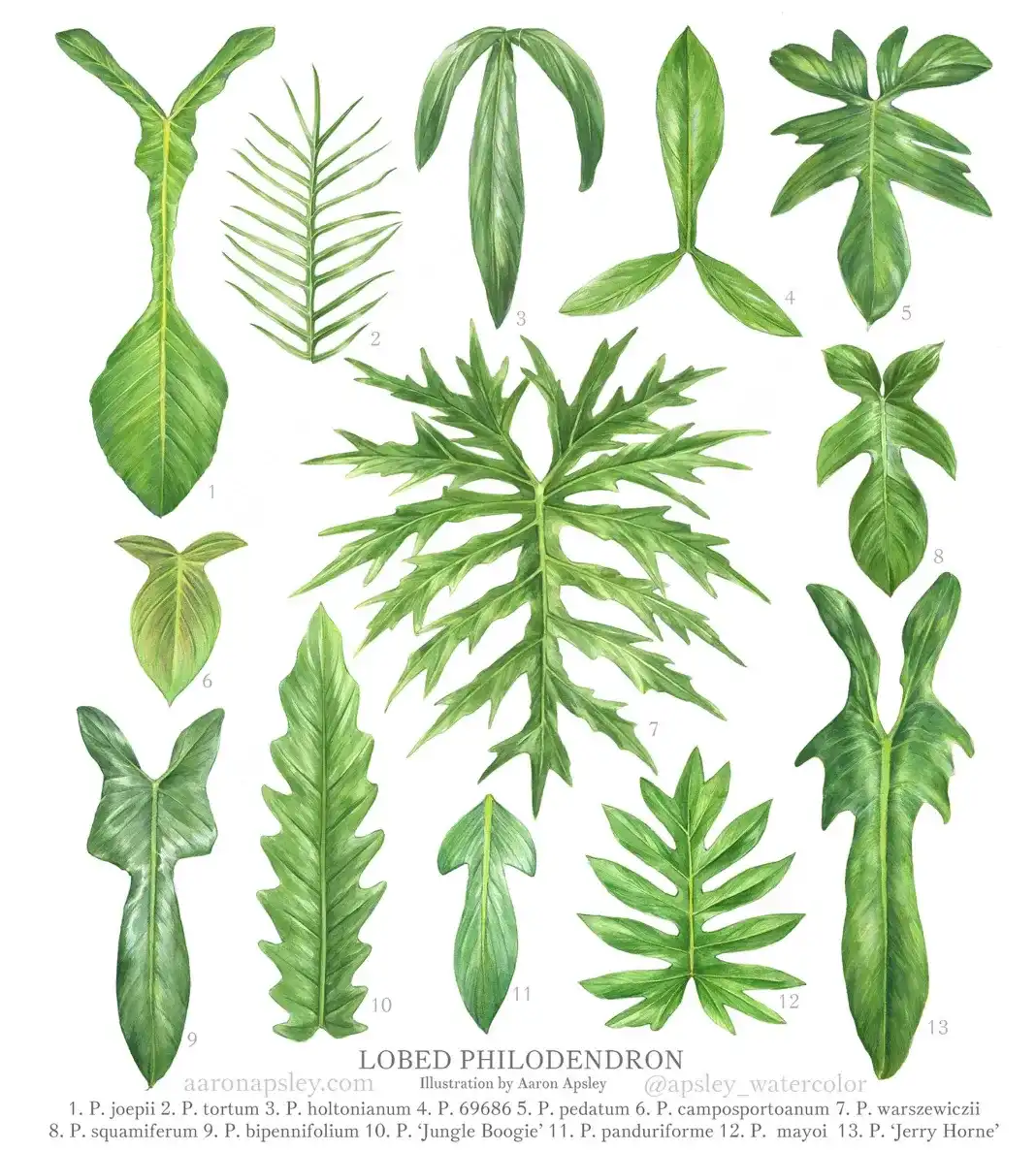 Một số dòng philodendron có lá xẻ