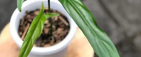 Các Loại Philodendron Phổ Biến