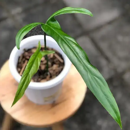 Philodendron Holtonianum