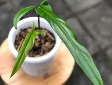 Các Loại Philodendron Phổ Biến