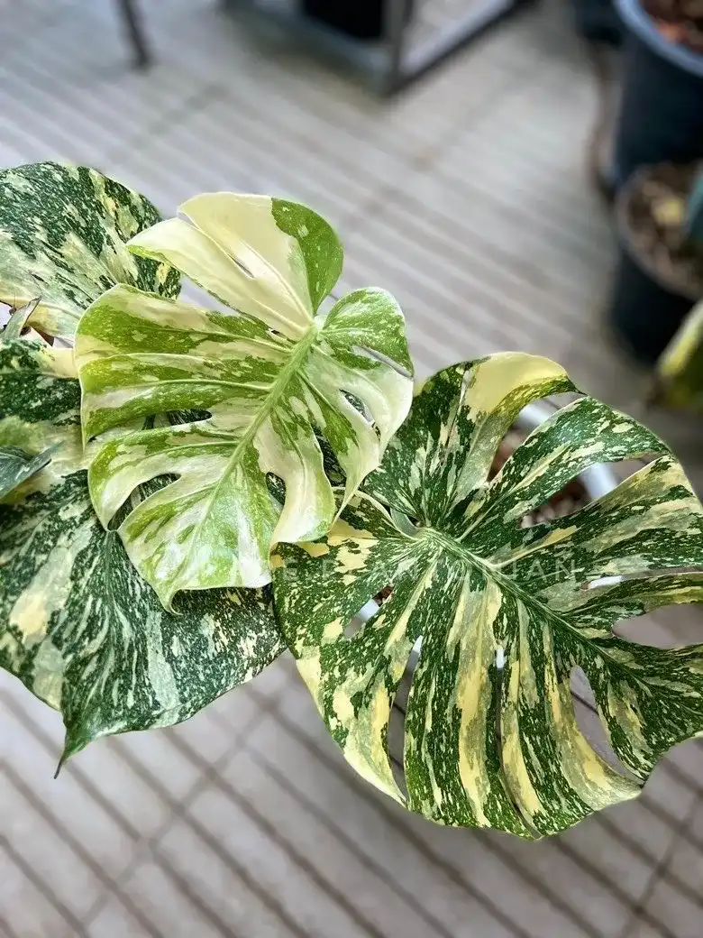 Monstera Deliciosa Thai Yellow Star
