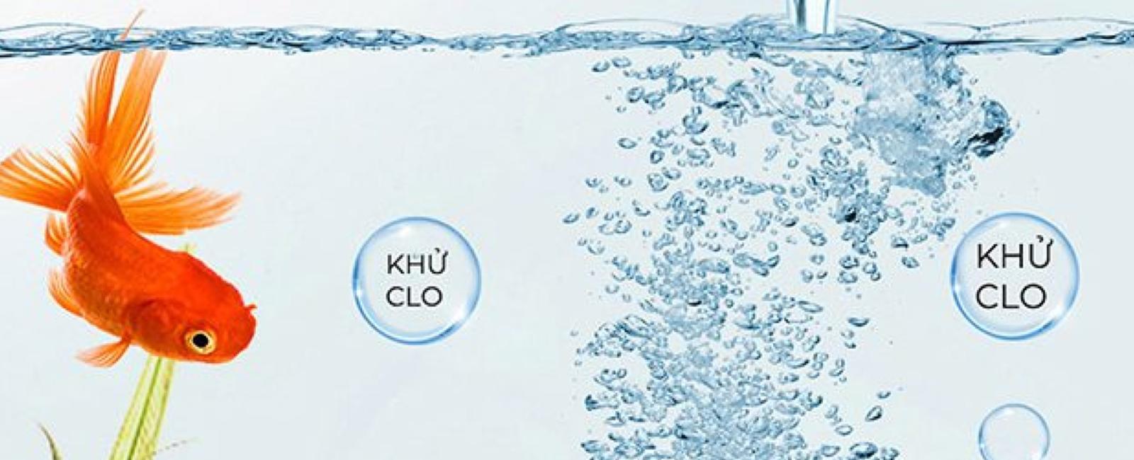 Sai Lầm Chính Khi Nuôi Cá Bảy Màu (Guppy) Và Cách Khắc Phục