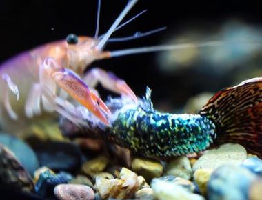 Cách Nuôi Guppy Hòa Hợp Với Tôm Và Ốc