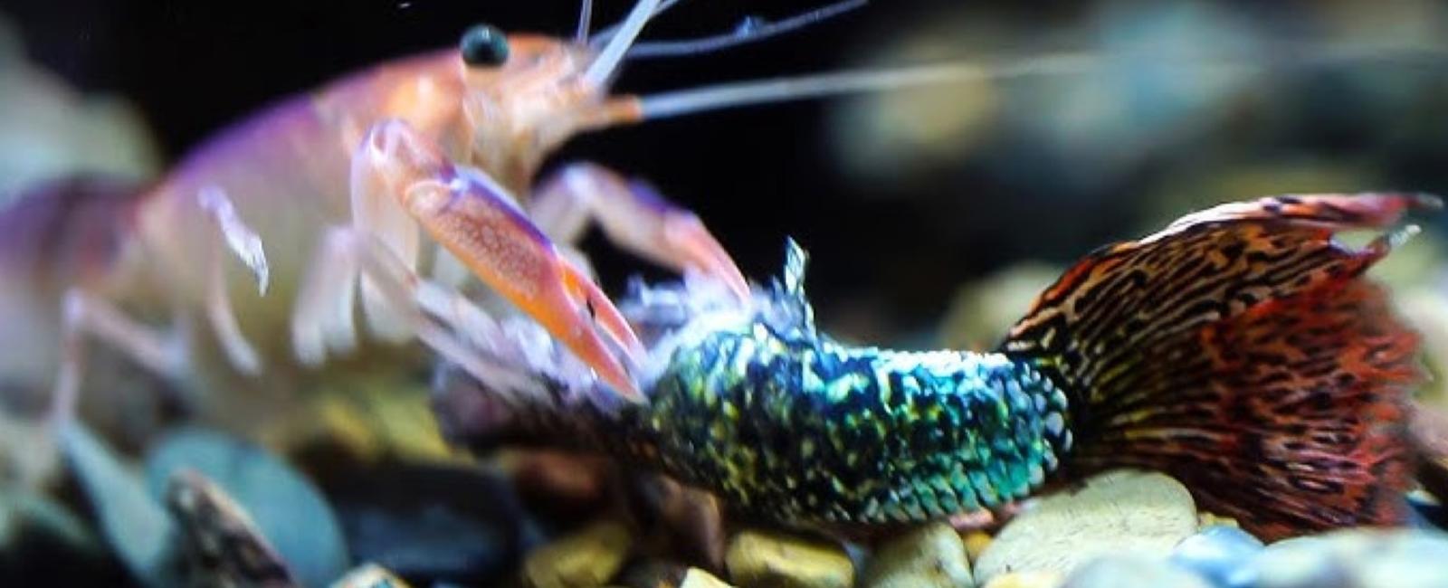 Cách Nuôi Guppy Hòa Hợp Với Tôm Và Ốc