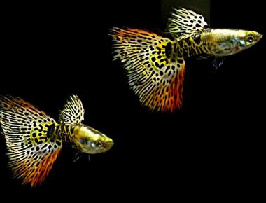 Guppy Galaxy: Các Dòng Guppy Có Hoa Văn Đẹp Mắt