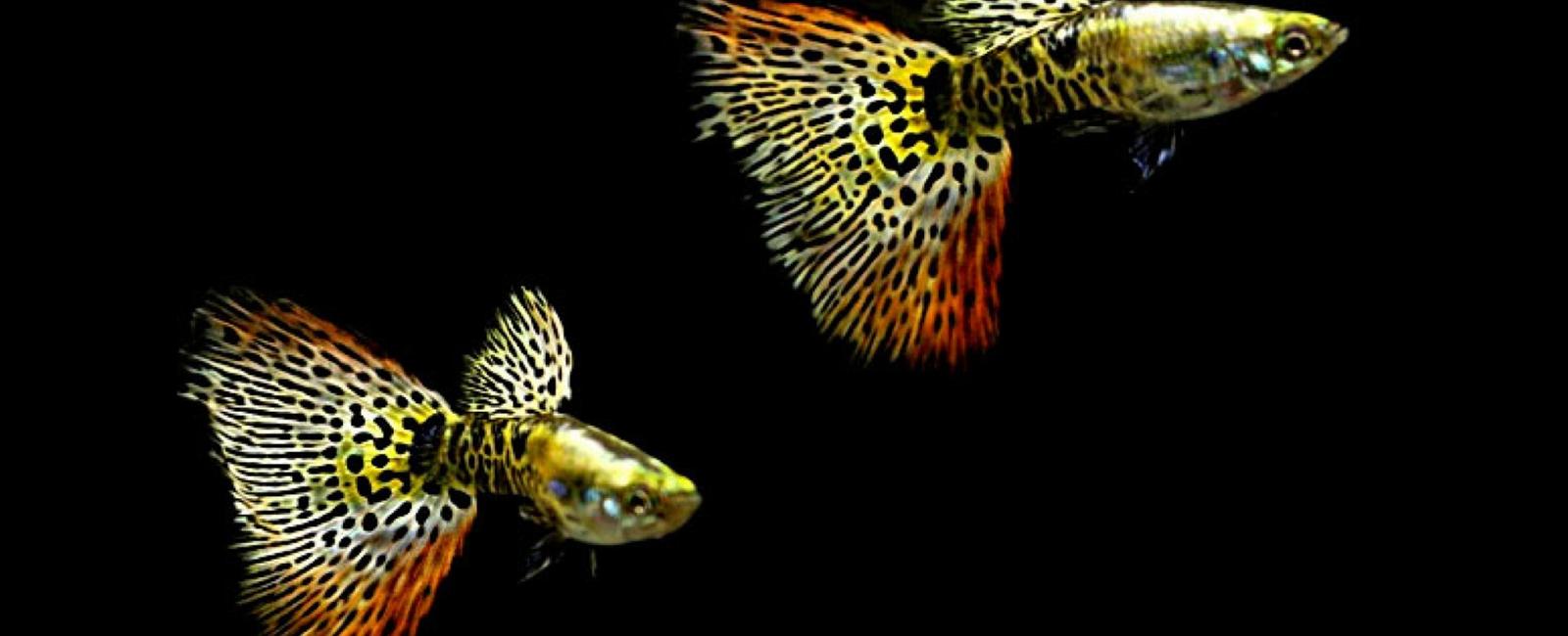 Guppy Galaxy: Các Dòng Guppy Có Hoa Văn Đẹp Mắt