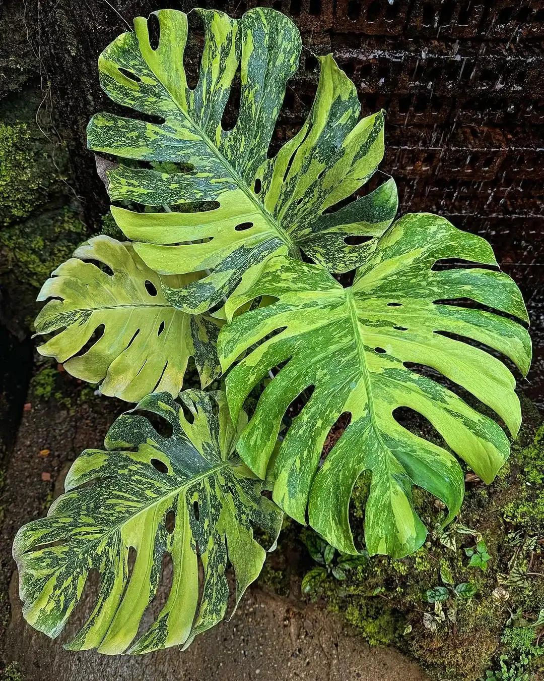 Monstera Deliciosa Cons Electro Light