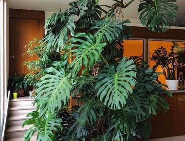 Monstera Deliciosa