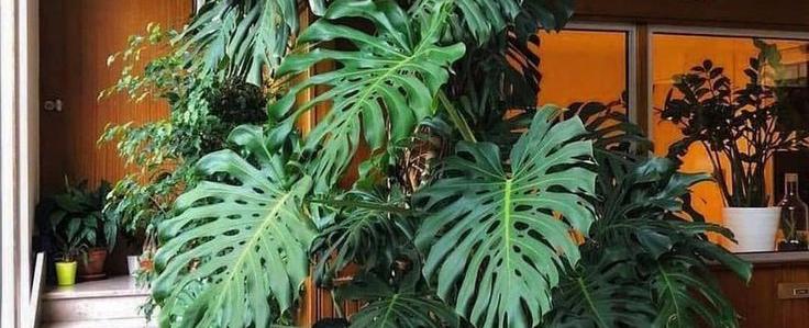 Monstera Deliciosa