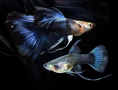 Pha Màu Guppy Như Thế Nào Để Tạo Giống Đẹp?