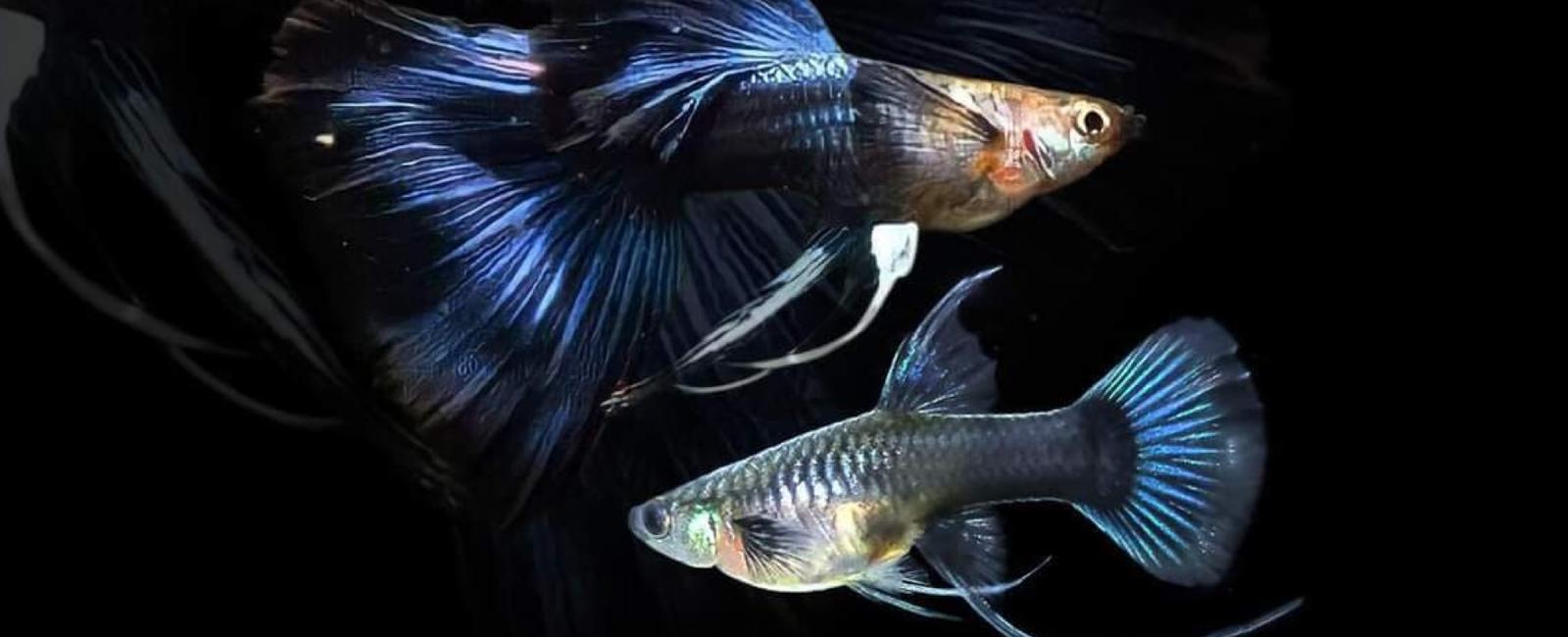 Pha Màu Guppy Như Thế Nào Để Tạo Giống Đẹp?