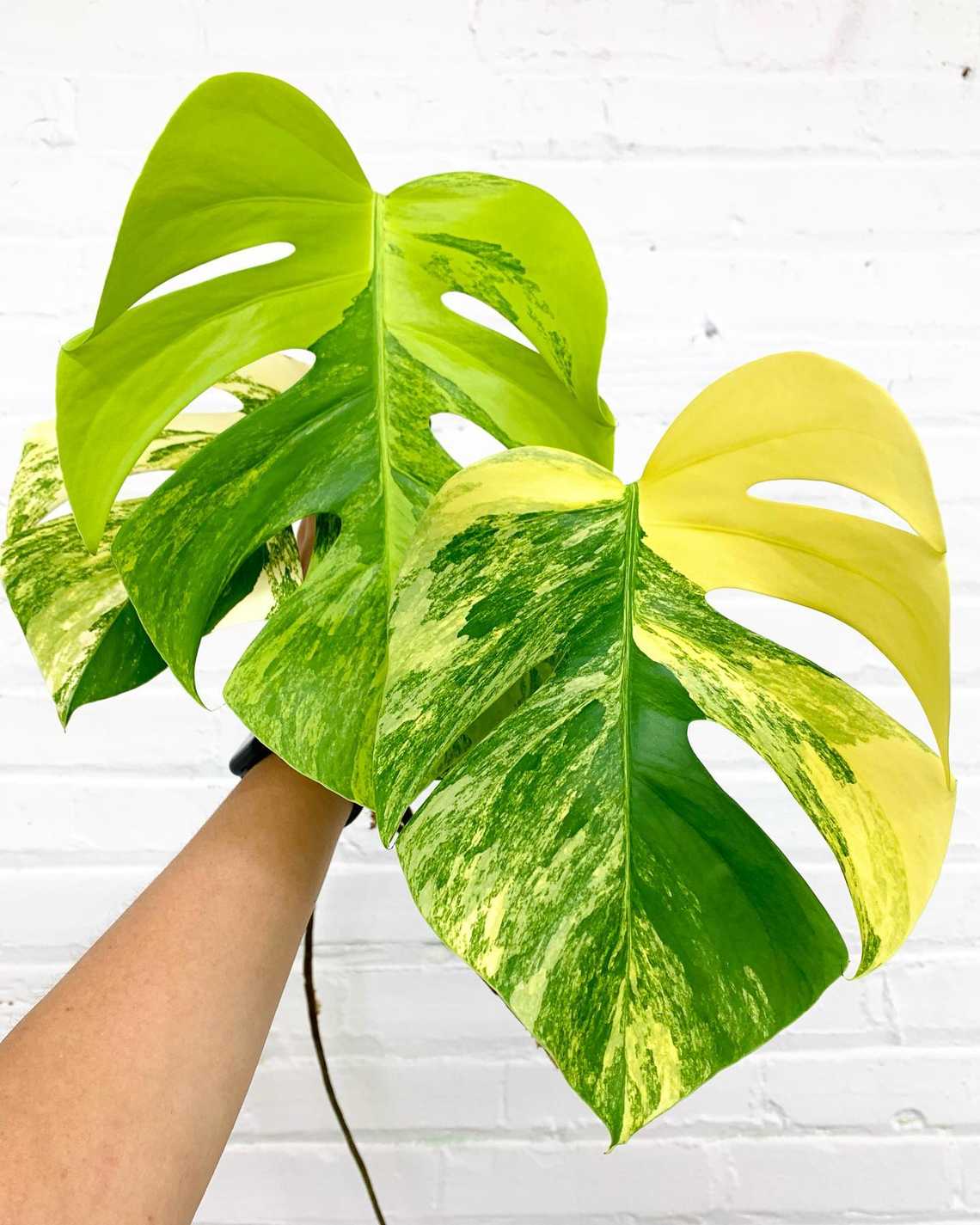 Monstera Deliciosa Aurea Variegata